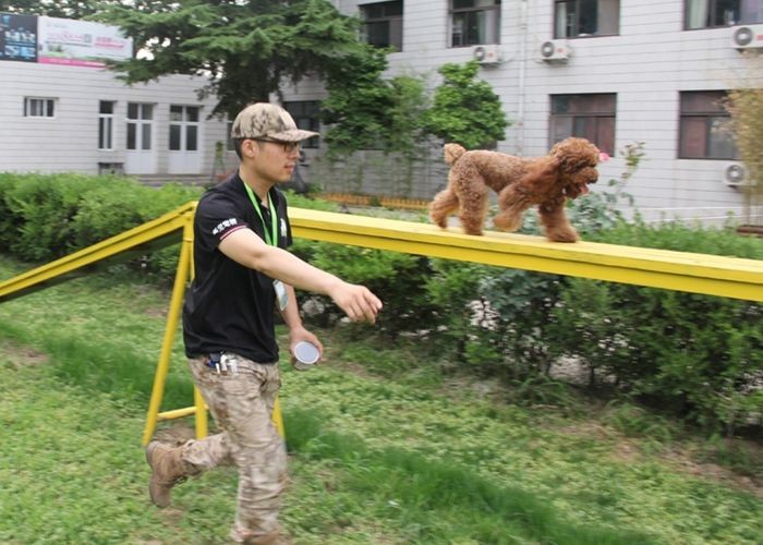 北京宠物训练学校那个好（北京训练狗狗的学校