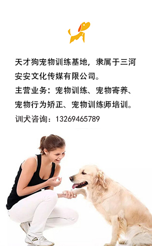 训犬培训