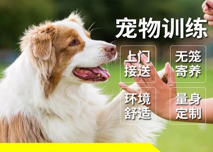 北京代训 犬（北京大型犬）