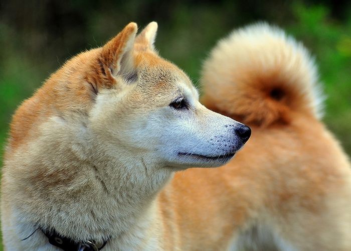 北京代训 犬（北京正规训犬培训学校）