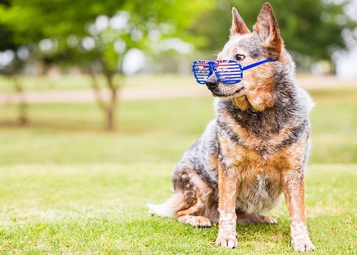 北京代训 犬（北京大型犬）