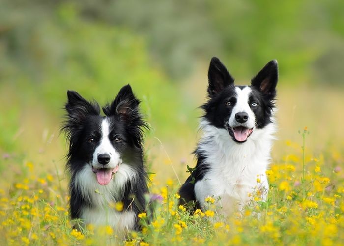 犬训练价格巨贵训练