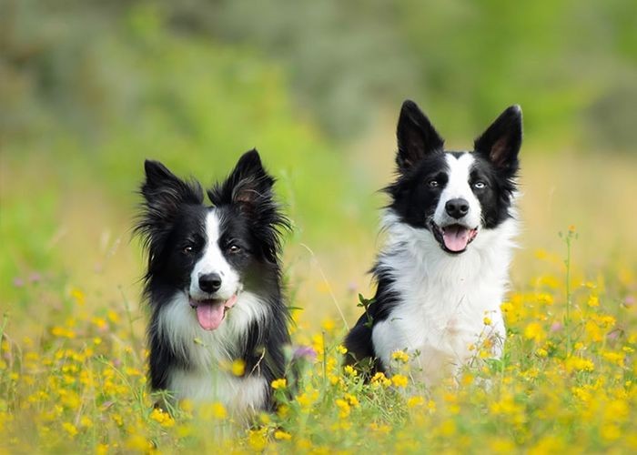 北京代训 犬（北京正规训犬培训学校）