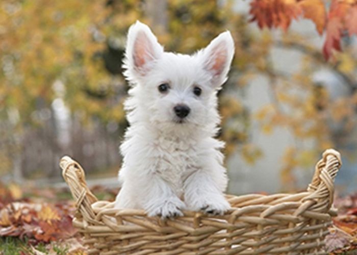 北京宠物训犬（北京宠物训练上门训犬）