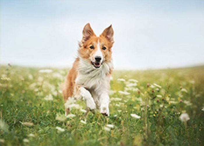 北京代训 犬（北京正规训犬培训学校）