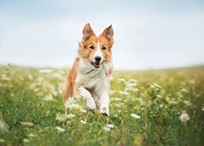 北京代训 犬（北京正规训犬培训学校）