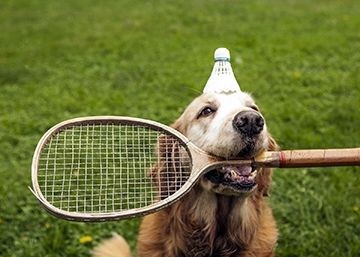 北京代训犬机构（北京正规训犬培训学校）