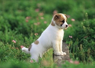 训犬基地训练狗狗不叫